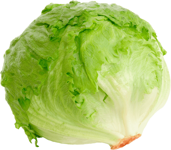 Lattuce